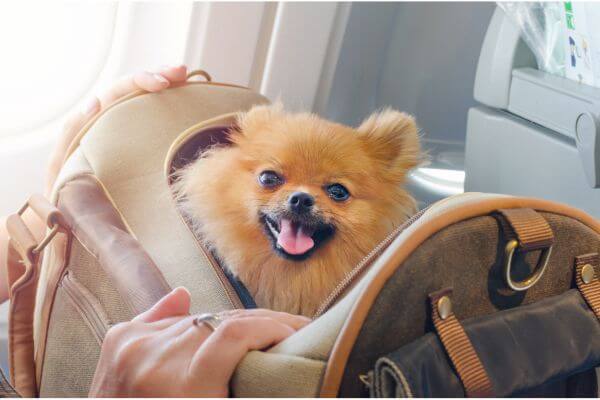 Como viajar de Avião com Pet